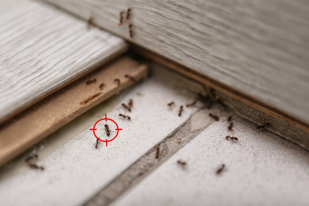 Best Bed Bug Extermination  in Kernersville, NC