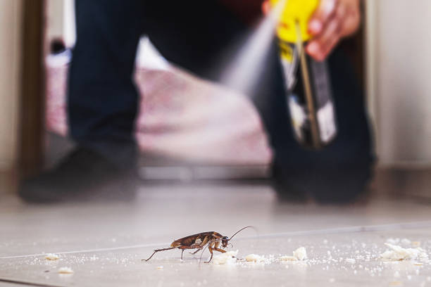 Professional Pest Control in Kernersville, NC